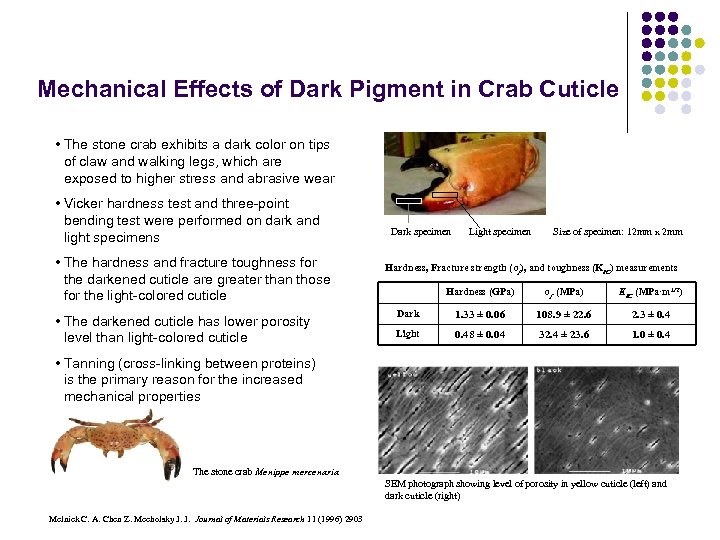 Mechanical Effects of Dark Pigment in Crab Cuticle • The stone crab exhibits a