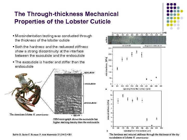 The Through-thickness Mechanical Properties of the Lobster Cuticle § Microindentation testing was conducted through