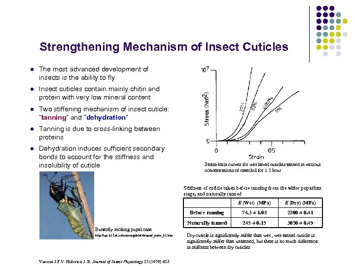 Strengthening Mechanism of Insect Cuticles l The most advanced development of insects is the