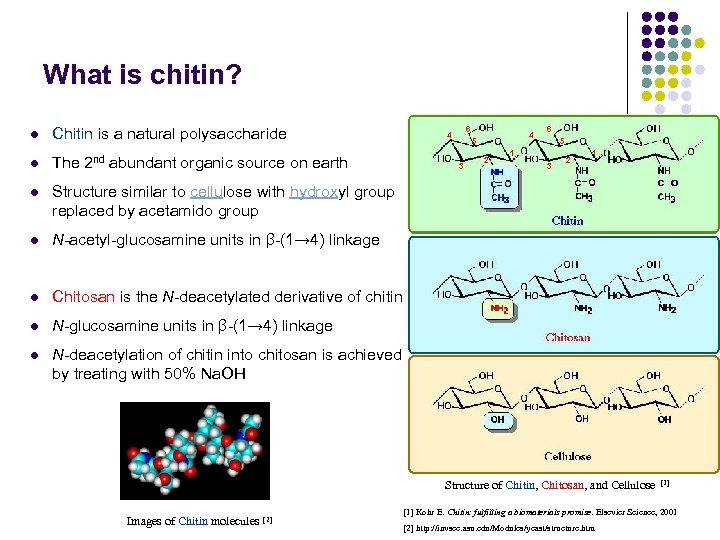 What is chitin? l Chitin is a natural polysaccharide l The 2 nd abundant