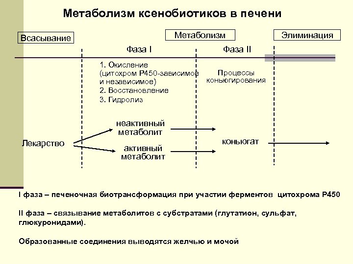 Метаболизм ксенобиотиков в печени Метаболизм Всасывание Фаза I Элиминация Фаза II 1. Окисление Процессы