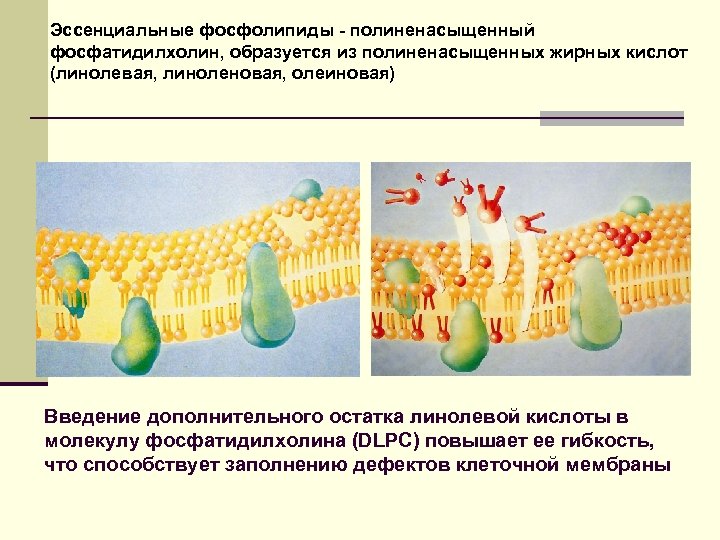 Эссенциальные фосфолипиды - полиненасыщенный фосфатидилхолин, образуется из полиненасыщенных жирных кислот (линолевая, линоленовая, олеиновая) Введение