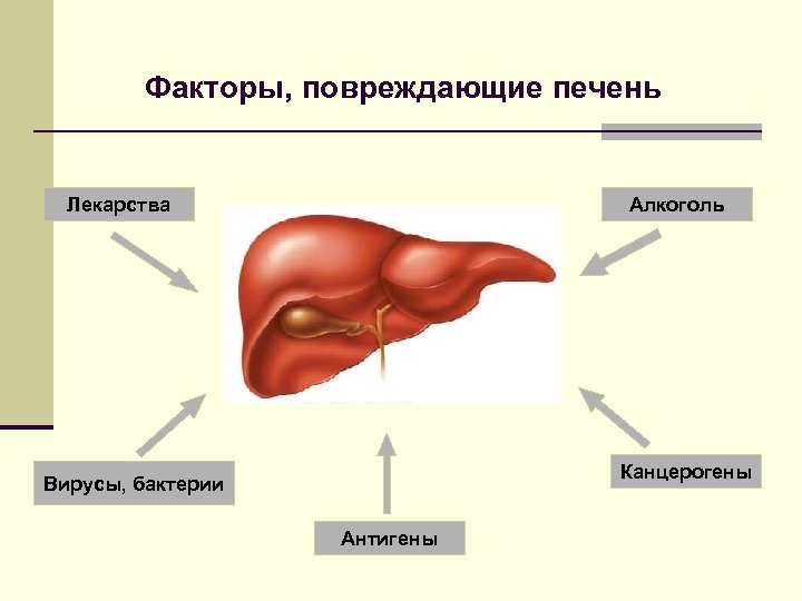 Факторы, повреждающие печень Лекарства Алкоголь Канцерогены Вирусы, бактерии Антигены 