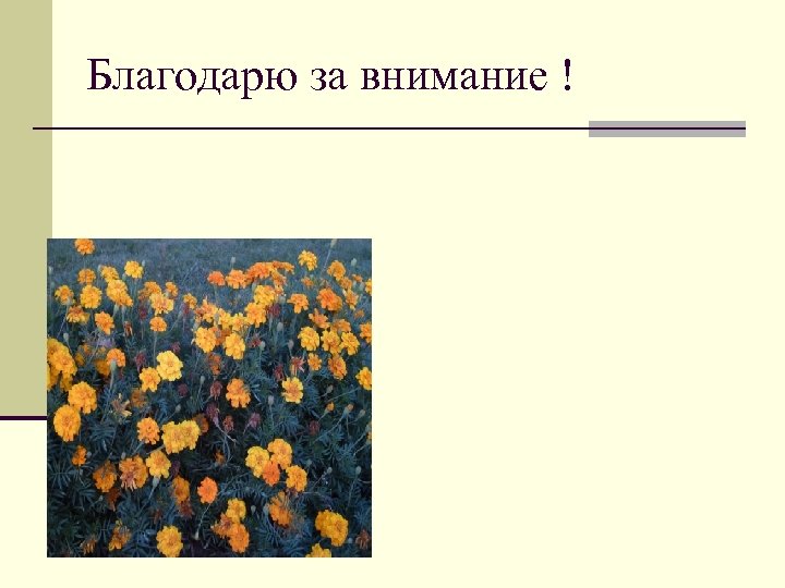 Благодарю за внимание ! 