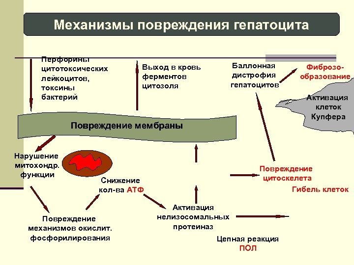 Механизмы повреждения гепатоцита Перфорины цитотоксических лейкоцитов, токсины бактерий Баллонная дистрофия гепатоцитов Выход в кровь