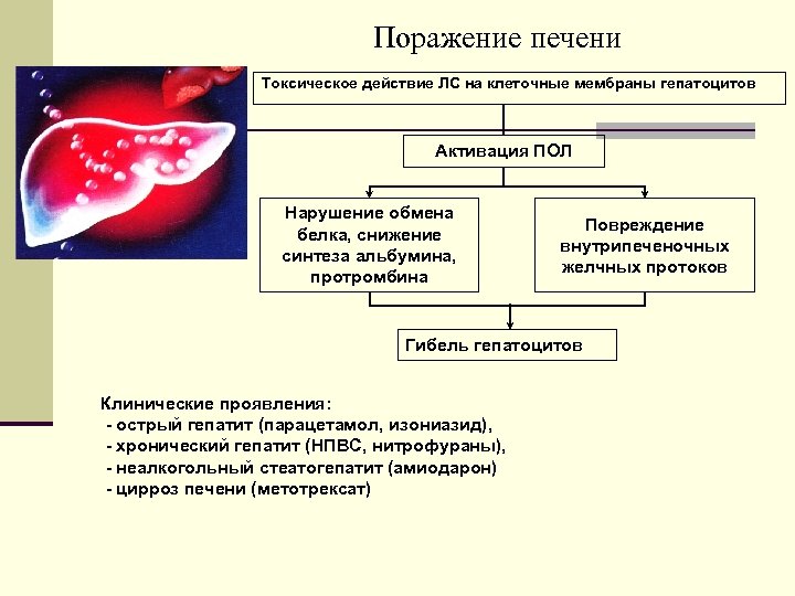 Поражение печени Токсическое действие ЛС на клеточные мембраны гепатоцитов Активация ПОЛ Нарушение обмена белка,
