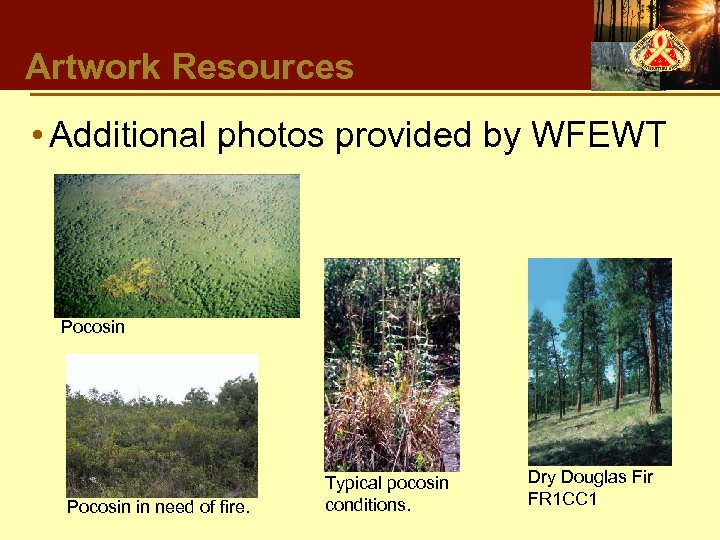 Artwork Resources • Additional photos provided by WFEWT Pocosin in need of fire. Typical