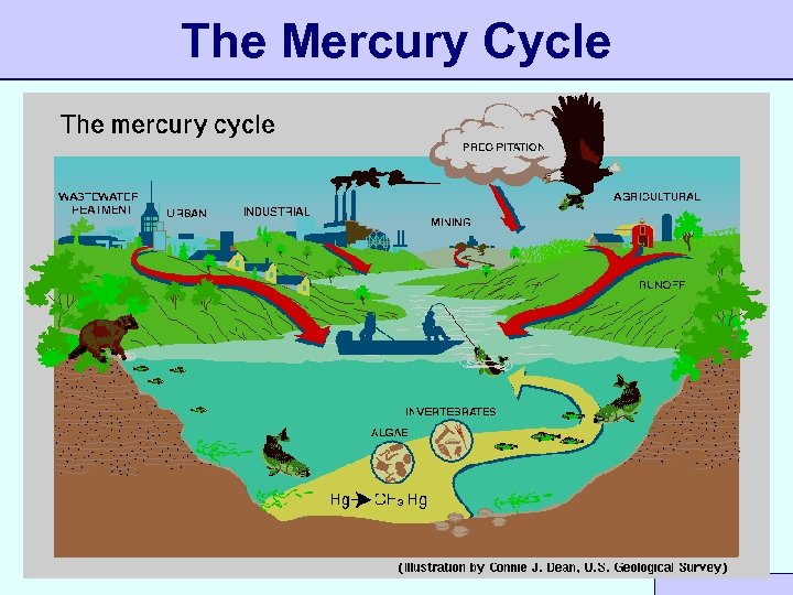 The Mercury Cycle 