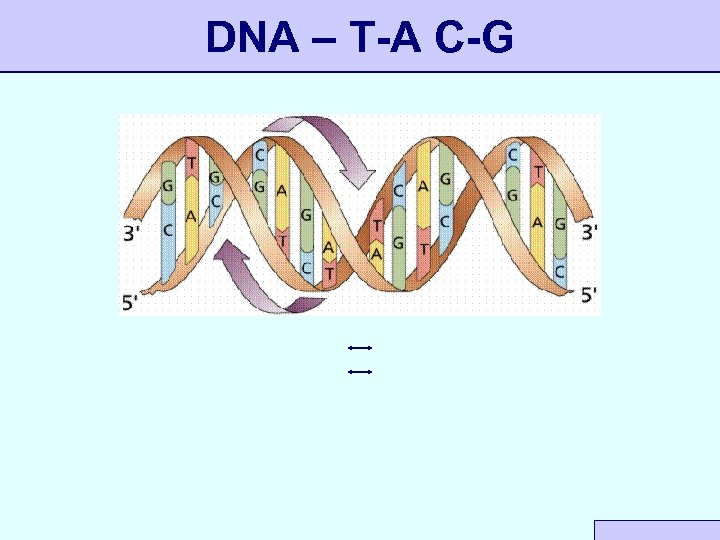 DNA – T-A C-G 