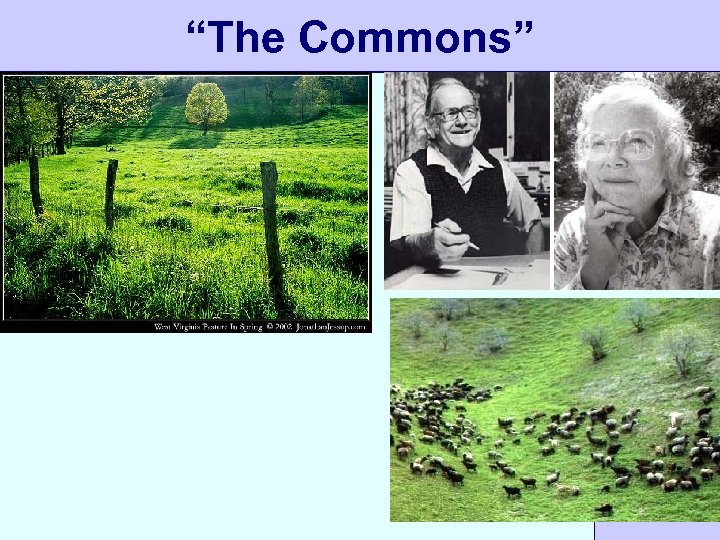 “The Commons” 