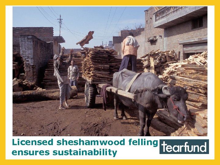 Licensed sheshamwood felling ensures sustainability 