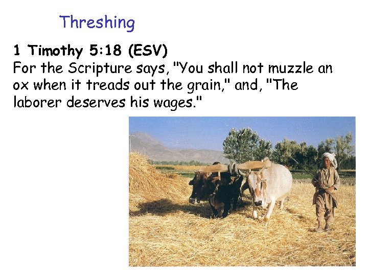 Threshing 1 Timothy 5: 18 (ESV) For the Scripture says, 