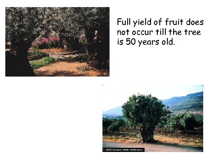 Full yield of fruit does not occur till the tree is 50 years old.