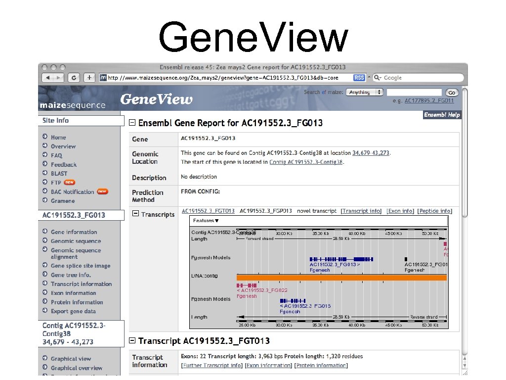 Gene. View 