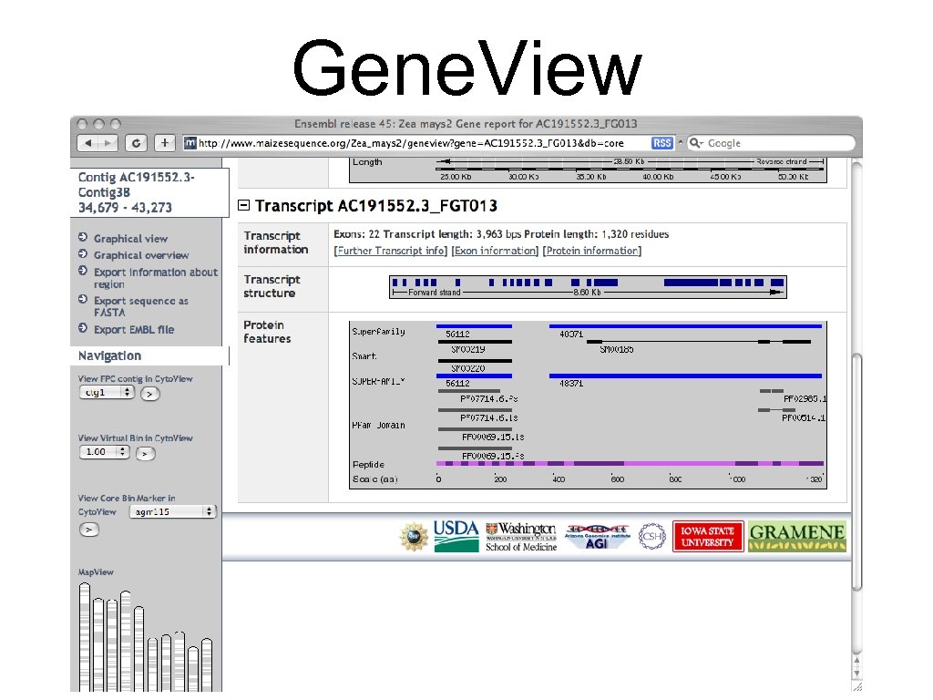 Gene. View 