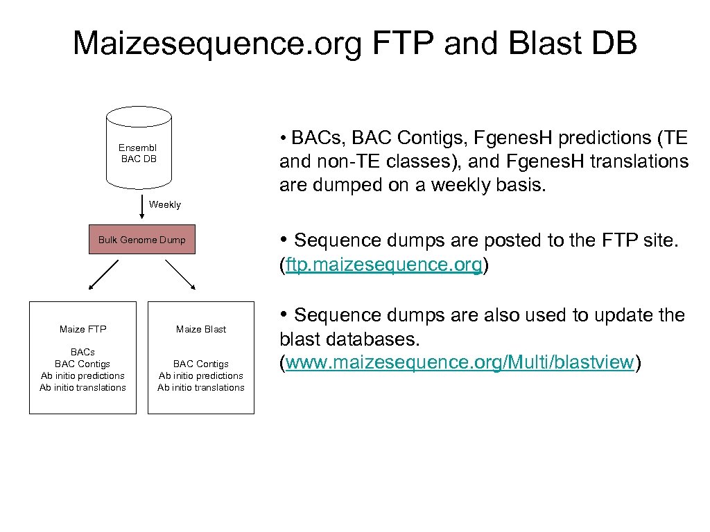 Maizesequence. org FTP and Blast DB • BACs, BAC Contigs, Fgenes. H predictions (TE