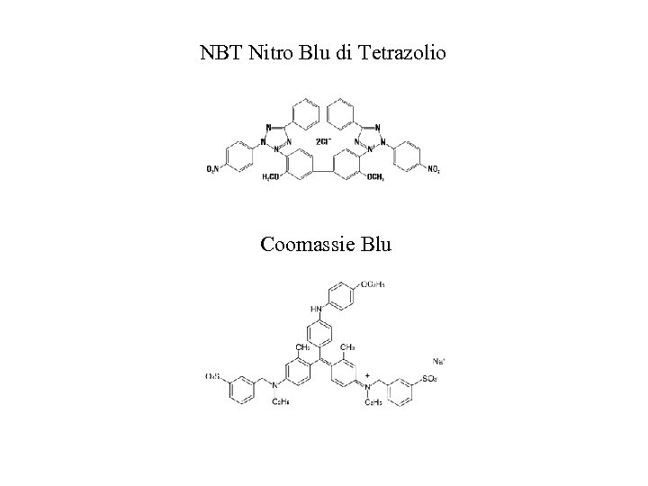 NBT Nitro Blu di Tetrazolio Coomassie Blu 