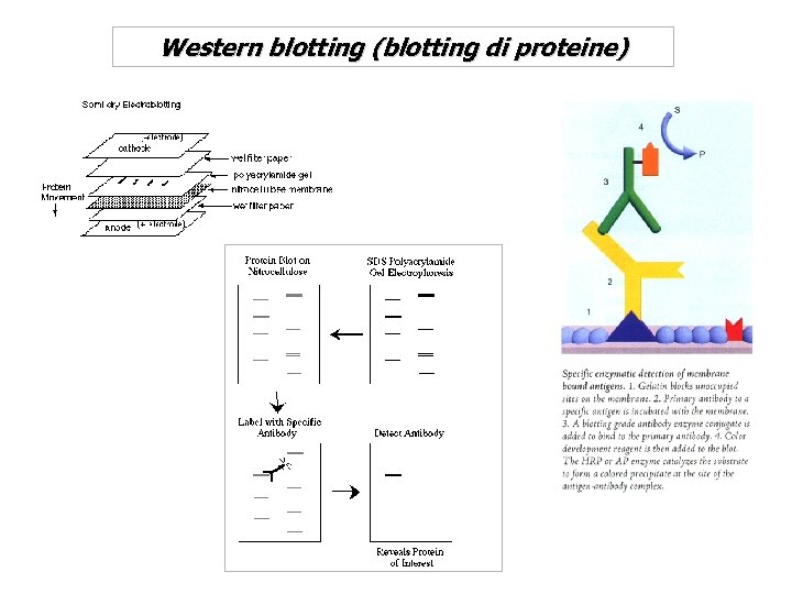 Western blotting (blotting di proteine) 