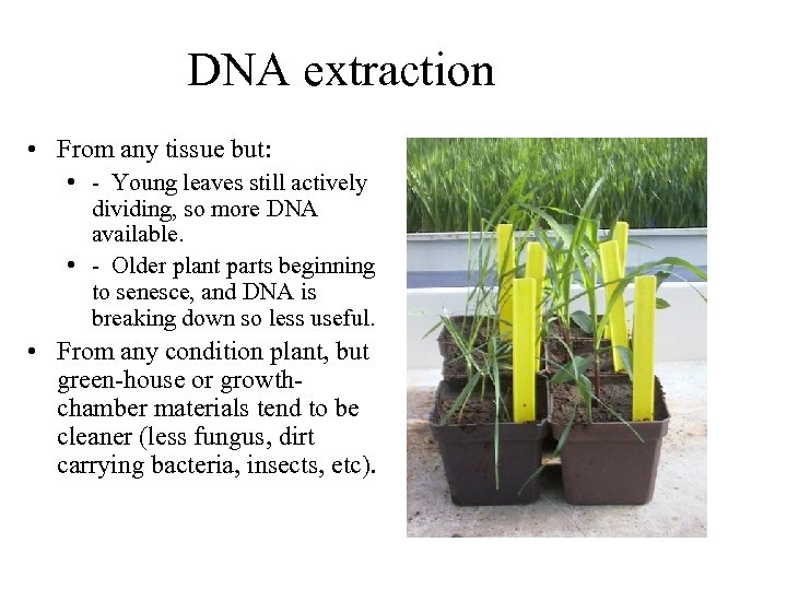 DNA extraction • From any tissue but: • - Young leaves still actively dividing,