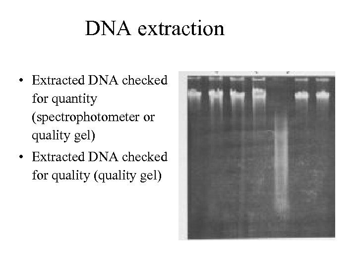 DNA extraction • Extracted DNA checked for quantity (spectrophotometer or quality gel) • Extracted