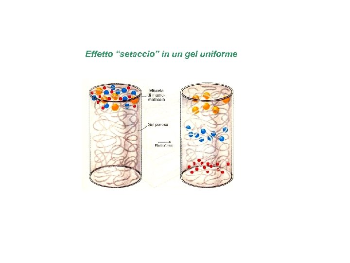 Effetto “setaccio” in un gel uniforme 