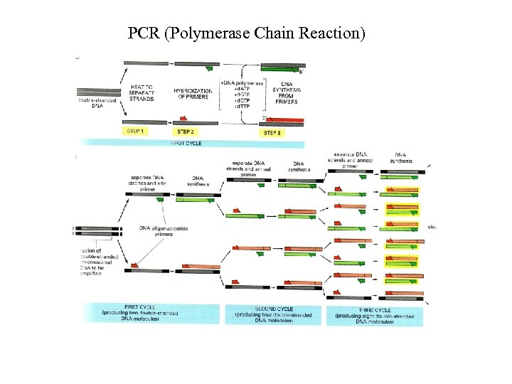 PCR (Polymerase Chain Reaction) 