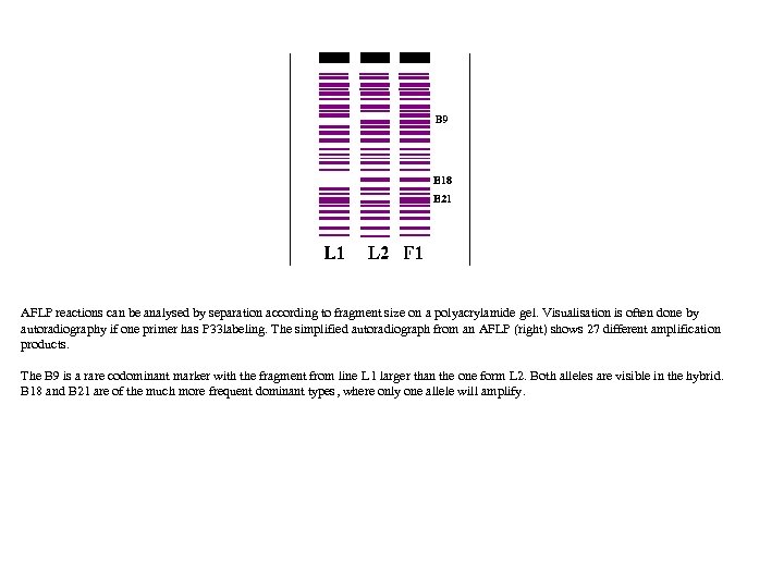 AFLP reactions can be analysed by separation according to fragment size on a polyacrylamide