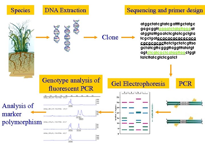 Species DNA Extraction Sequencing and primer design Clone Genotype analysis of fluorescent PCR Analysis