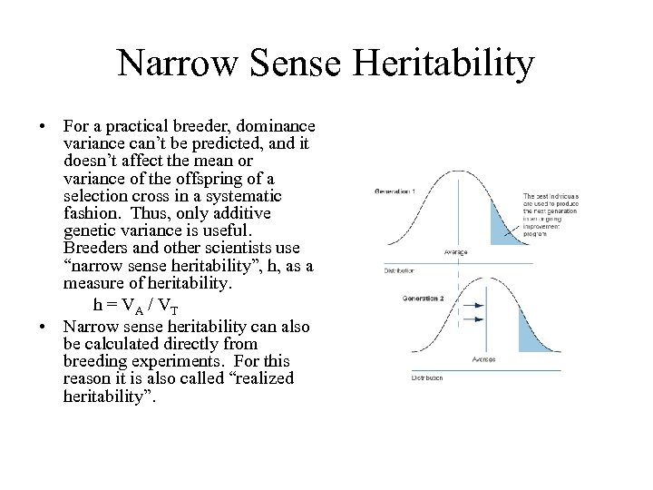 Narrow Sense Heritability • For a practical breeder, dominance variance can’t be predicted, and