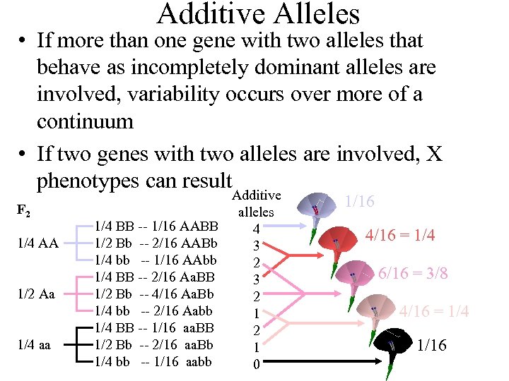 Additive Alleles • If more than one gene with two alleles that behave as
