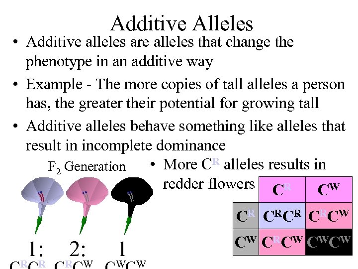 Additive Alleles • Additive alleles are alleles that change the phenotype in an additive