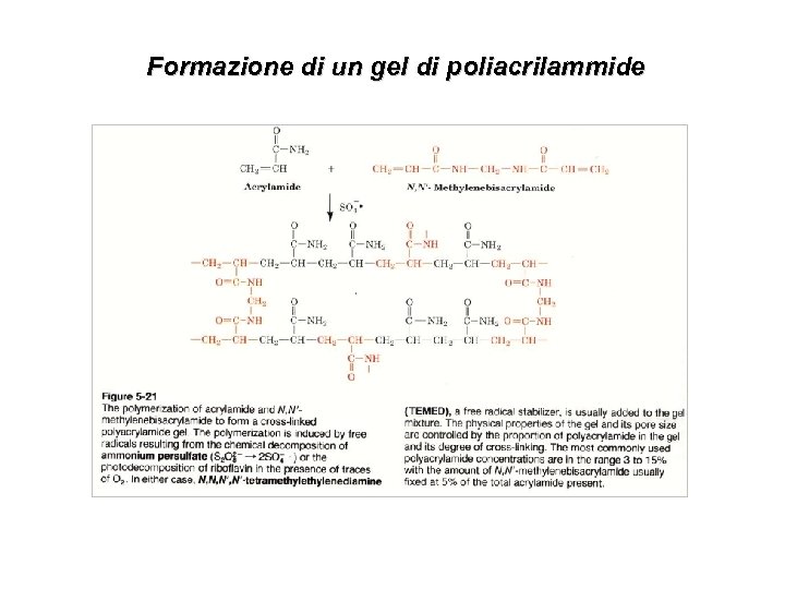 Formazione di un gel di poliacrilammide 