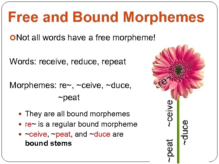 Free and Bound Morphemes Not all words have a free morpheme! Words: receive, reduce,