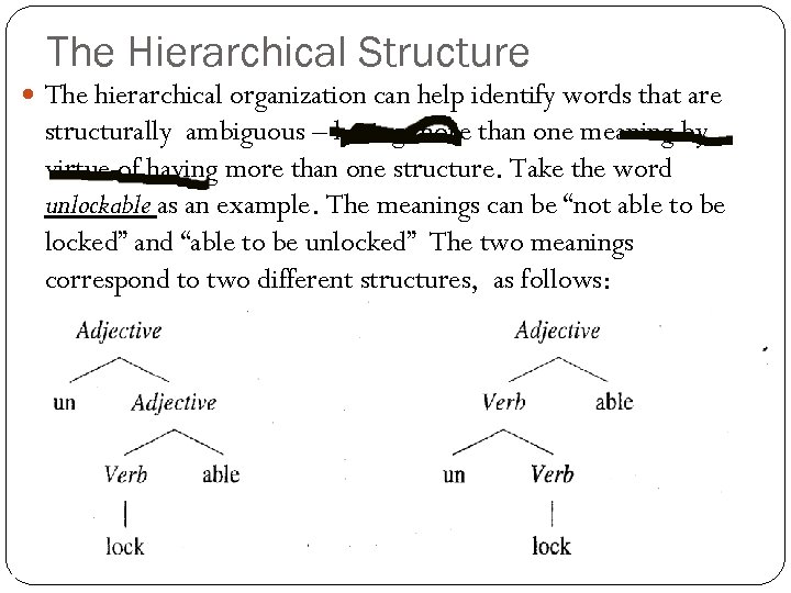 The Hierarchical Structure The hierarchical organization can help identify words that are structurally ambiguous