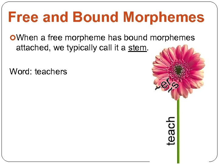 Free and Bound Morphemes When a free morpheme has bound morphemes attached, we typically