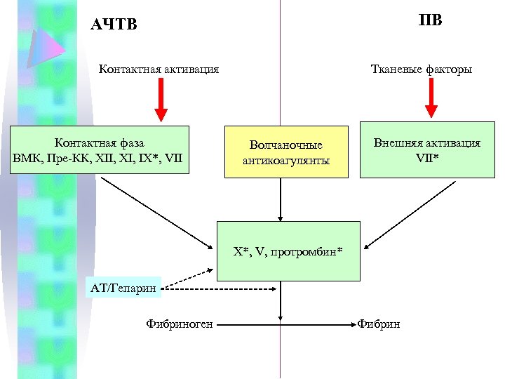 Активирована частично тромбопластиновое время