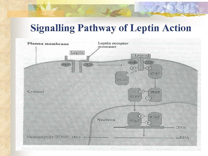 Signalling Pathway of Leptin Action 