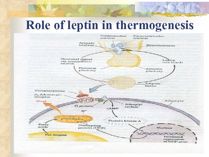 Role of leptin in thermogenesis 