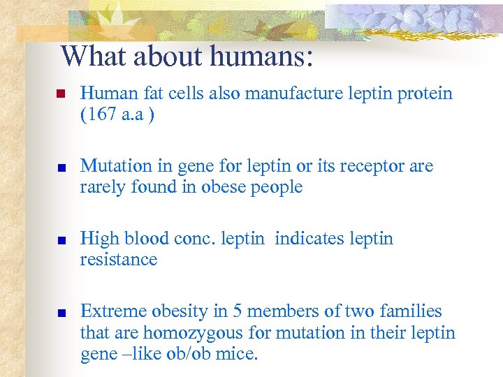 What about humans: n Human fat cells also manufacture leptin protein (167 a. a
