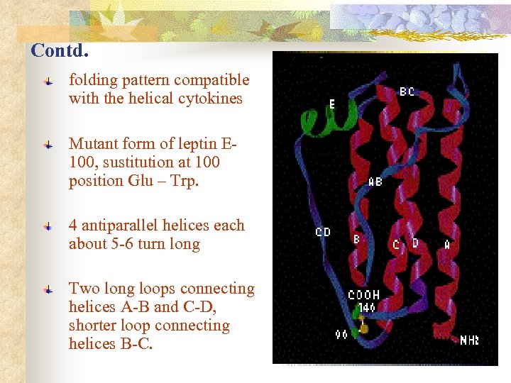 Contd. folding pattern compatible with the helical cytokines Mutant form of leptin E 100,