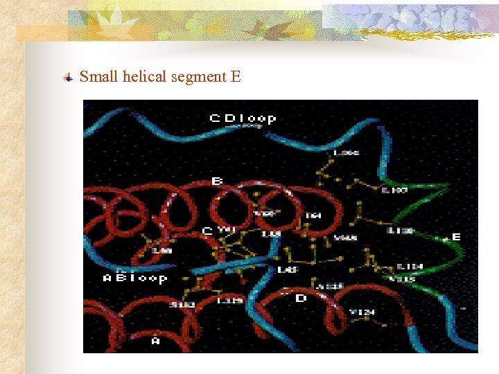 Small helical segment E 