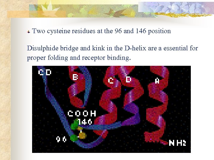 Two cysteine residues at the 96 and 146 position Disulphide bridge and kink in