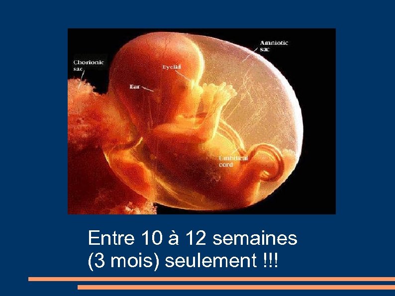 Entre 10 à 12 semaines (3 mois) seulement !!! 