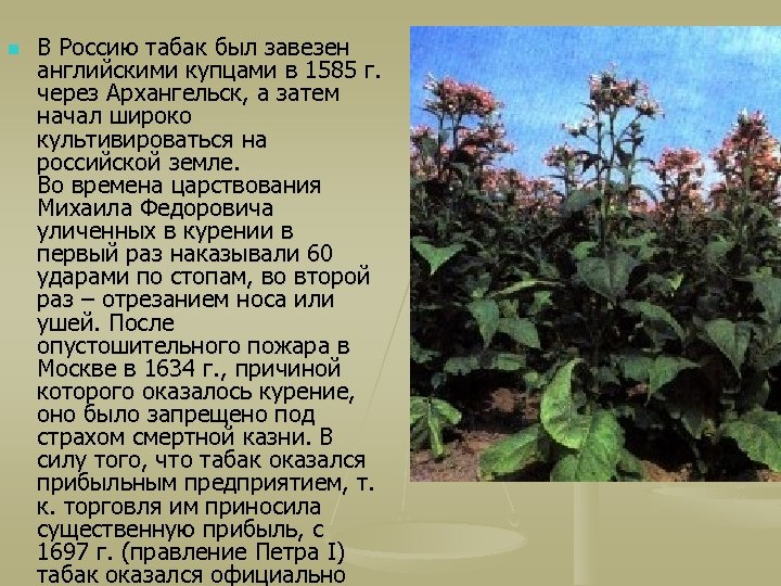 n В Россию табак был завезен английскими купцами в 1585 г. через Архангельск, а