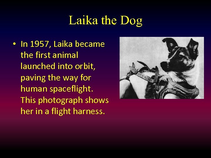 Laika the Dog • In 1957, Laika became the first animal launched into orbit,