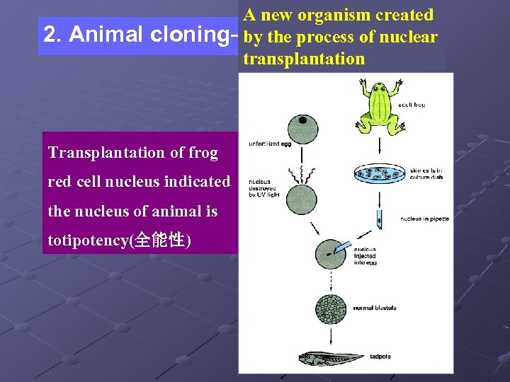 A new organism created 2. Animal cloning— the process of nuclear by transplantation Transplantation