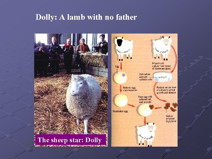 Dolly: A lamb with no father The sheep star: Dolly c 