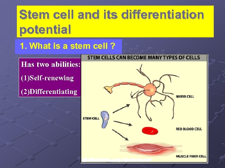 Stem cell and its differentiation potential 1. What is a stem cell ? Has