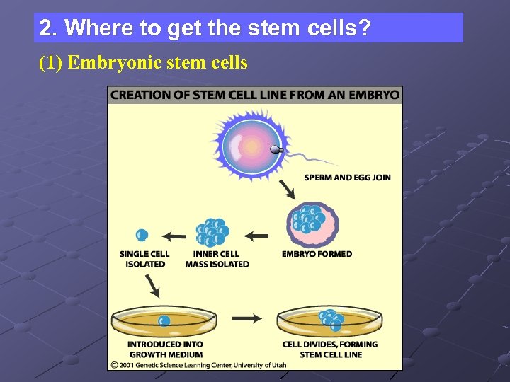 2. Where to get the stem cells? (1) Embryonic stem cells 