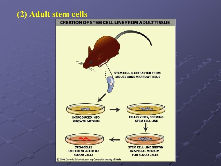 (2) Adult stem cells 